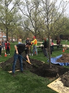 student adding soil to Arbor Day 2015 tree