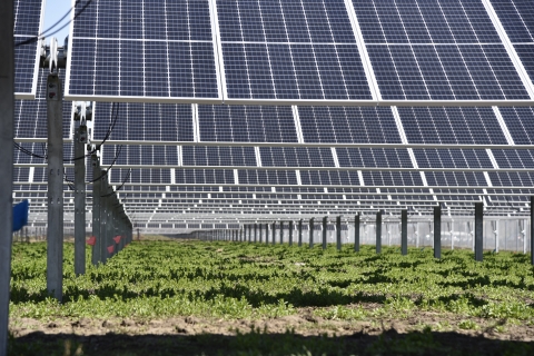 Solar panels go into distance above green plants