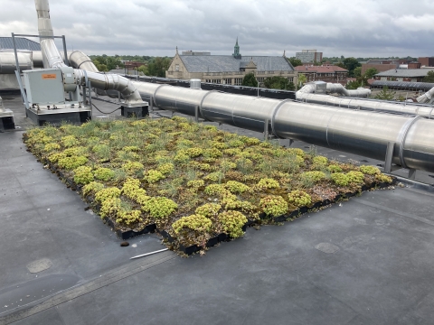 A small patch of greenery on the roof.