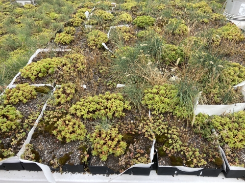 An closer perspective to a large patch of greenery on the roof.