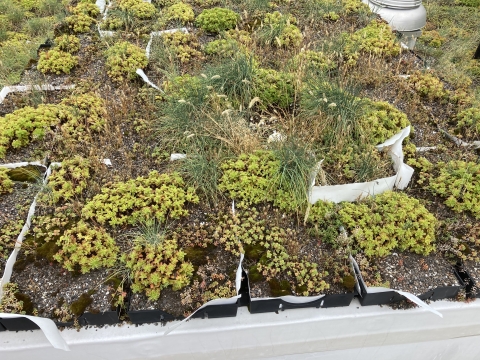 An closer perspective to a large patch of greenery on the roof.