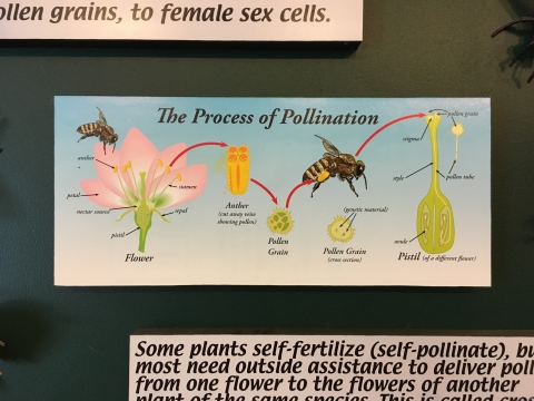 Poster overviewing the process of pollination