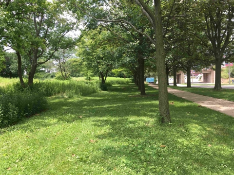 low mow zone along entry road trees on Kirby Avenue