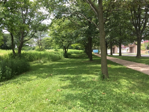 low mow zone near trees and sidewalk