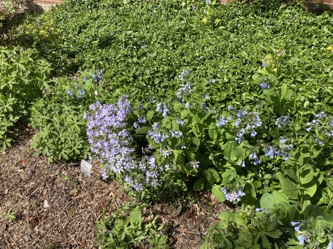 Photo of LAR plants and flowers in April 2021