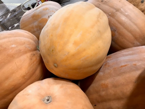Whole pumpkins that have not been cut, cooked, or processed yet.
