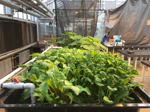 Different vegetation growing in the aquaponics system