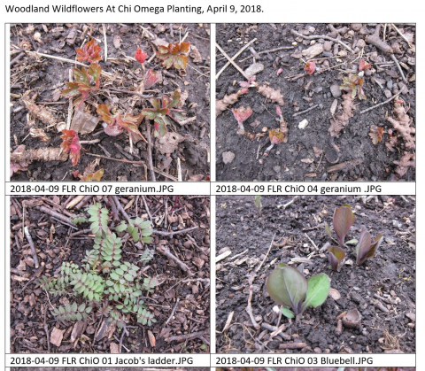 four images of native plants emerging from leaf-covered land