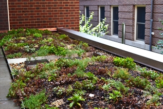 Lincoln Hall Courtyard Green Roof, with patches of green and brown plants