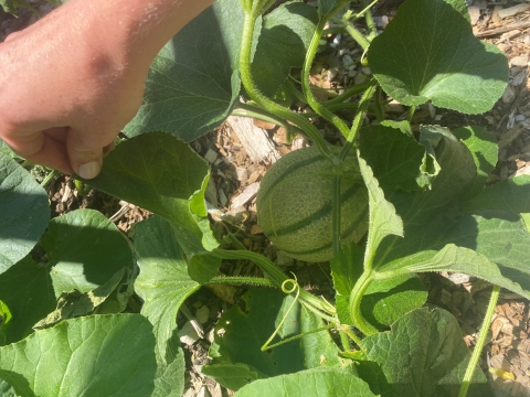 A cantaloupe was found growing next to the pollinator garden where the tumbler was previously located. 