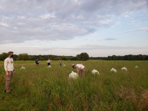 Researchers deploy tents in the Pollinator Habitat Restoration Experiment plots to sample for ground-nesting bees