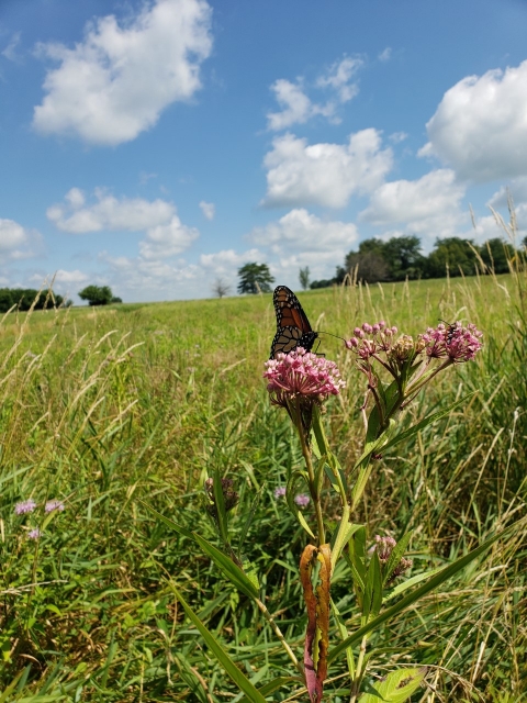 Restoration plots provide a number of ecosystem services, such as supporting pollinator health and increased carbon sequestration potential.