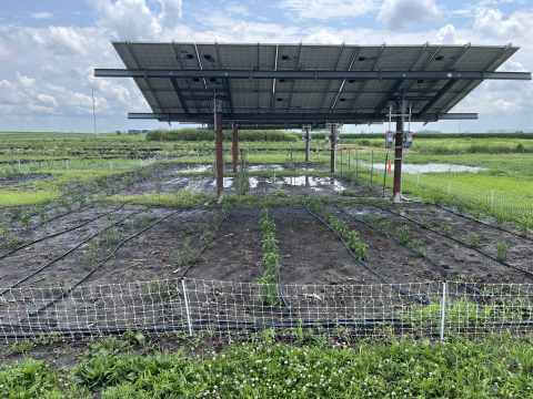 3 panel solar array over crop field of tomatoes