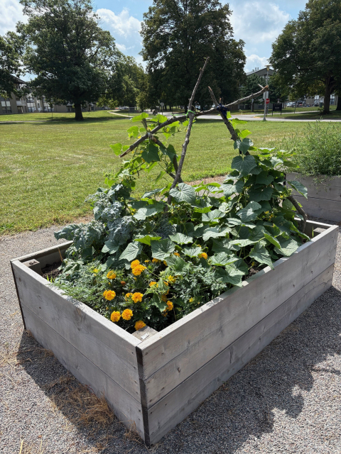 Accessible Gardening in Orchard Downs Image