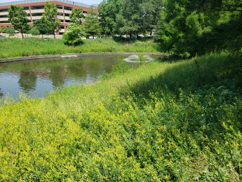 Dorner Drive Retention Pond Image