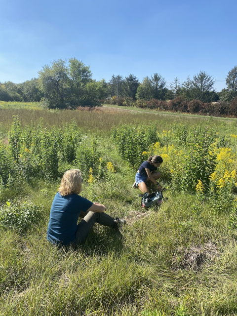 Restoration of Low Mow Area Plot 1 Image