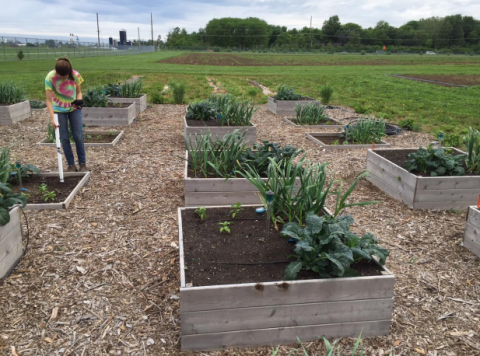 Campus Community Garden Image