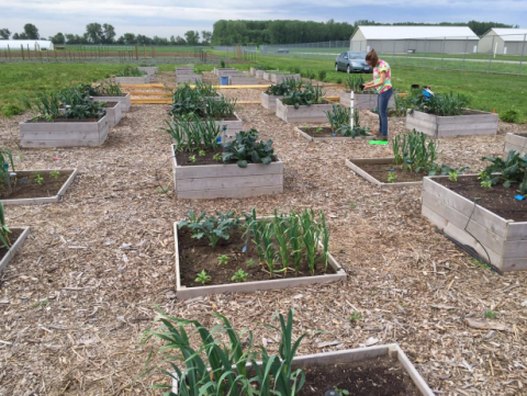 Campus Community Garden Image