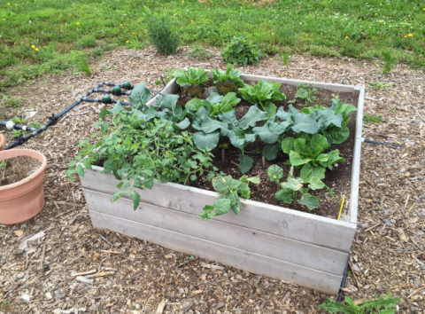 Campus Community Garden Image