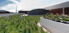 Newmark Green Roof, credit: Lisa Lauderdale Newmark Green Roof, credit: Lisa Lauderdale